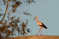 Cap bily - Ciconia ciconia - White Stork 2056